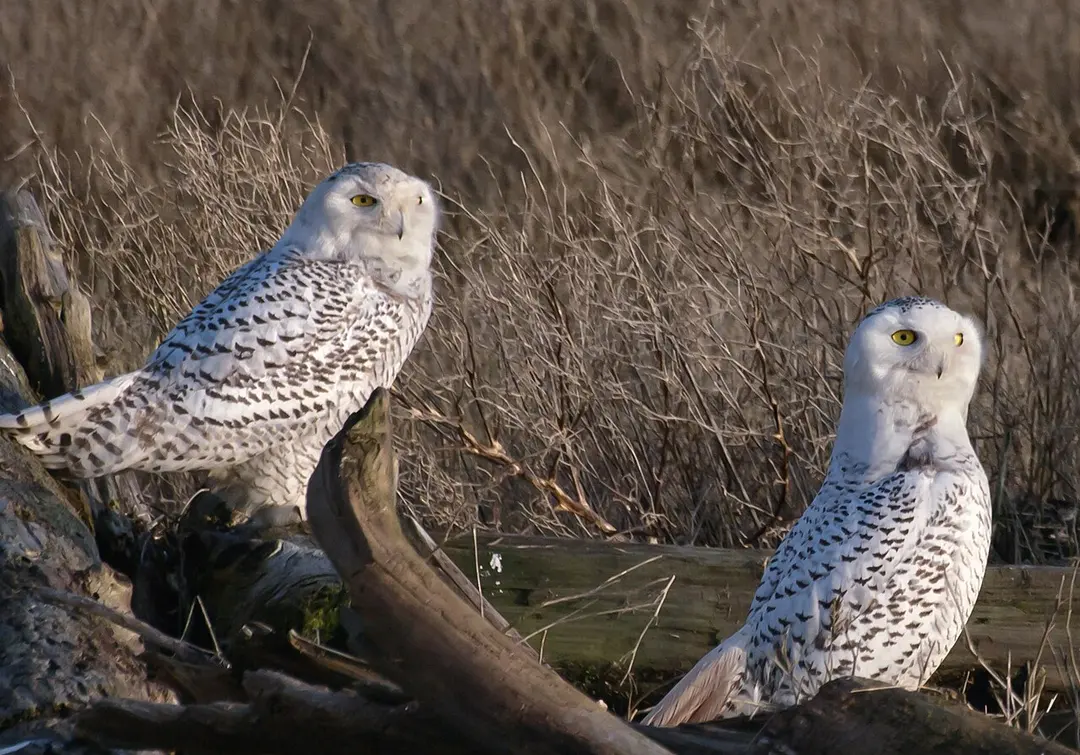 Boundary Bay Wildlife Management Area