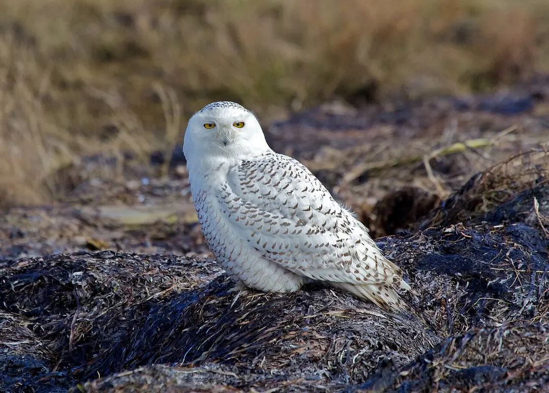 Boundary Bay Wildlife Management Area