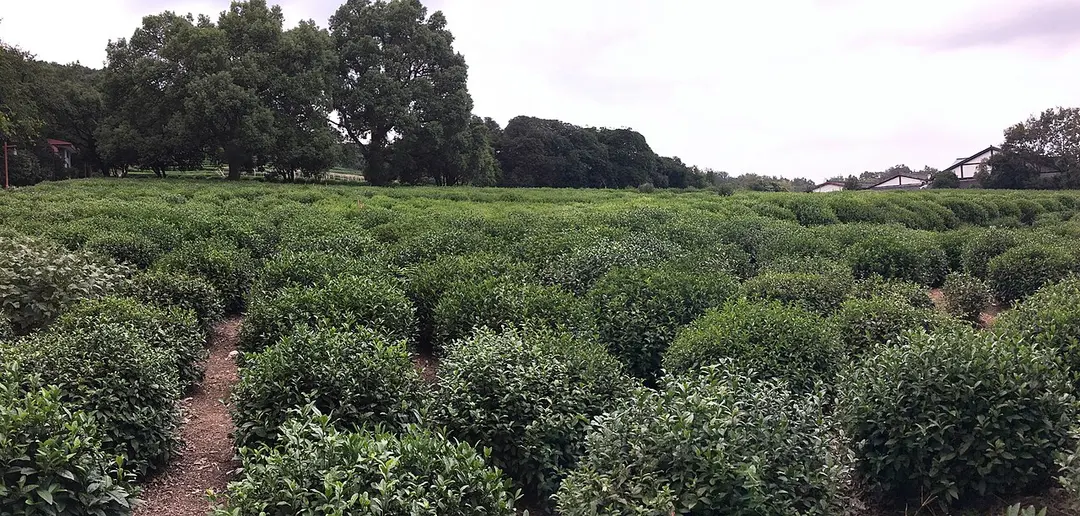 中国茶叶博物馆（双峰馆区）