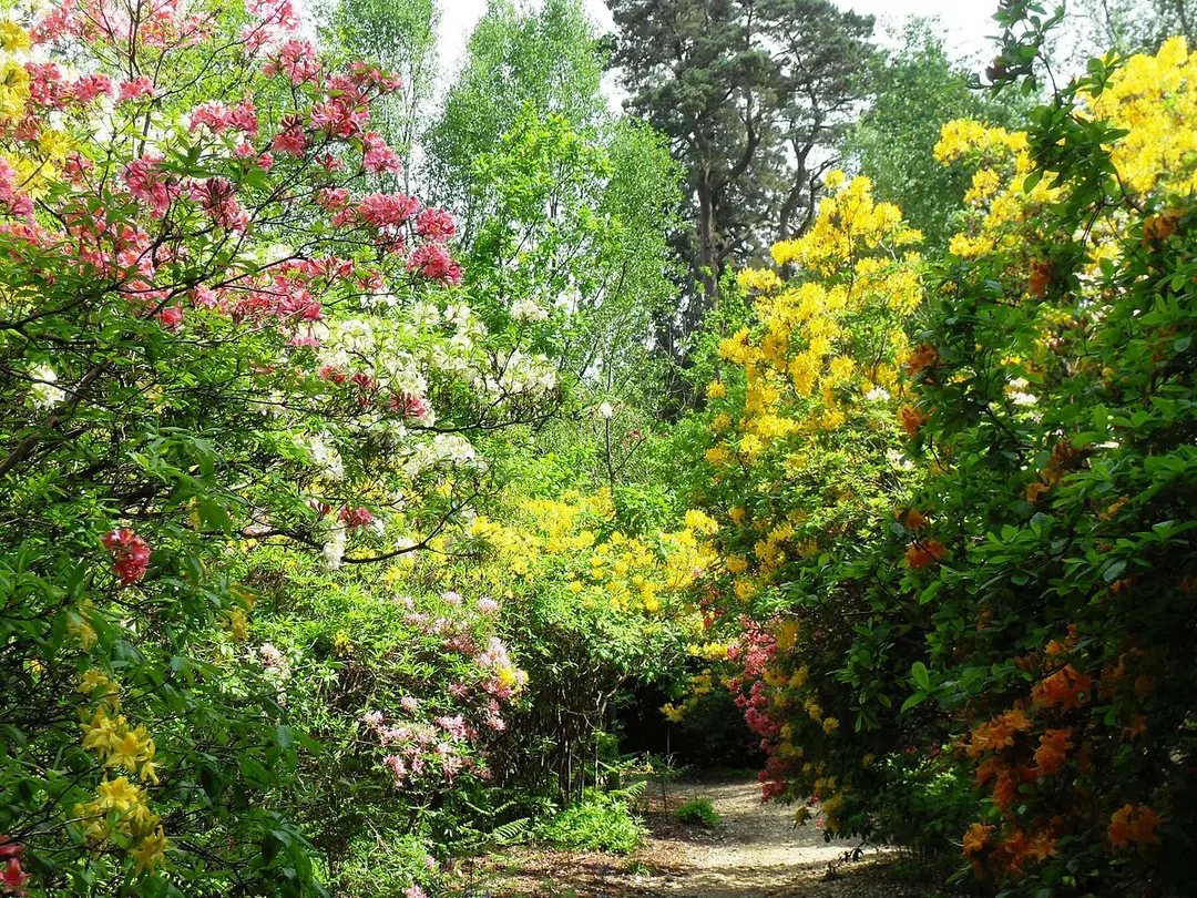 Leith Hill