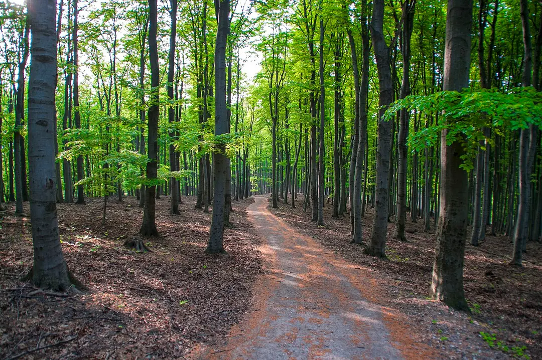 Lainzer Tiergarten