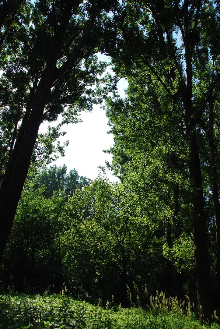 Donau-Auen National Park