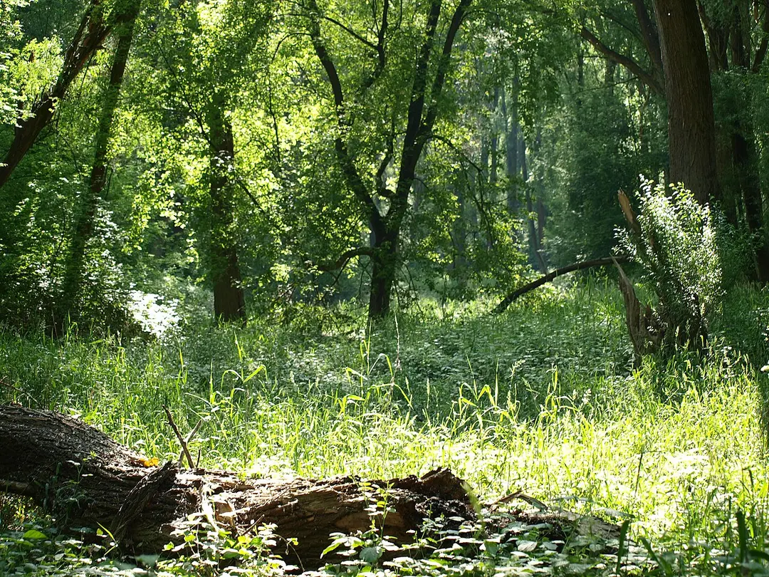 Donau-Auen National Park