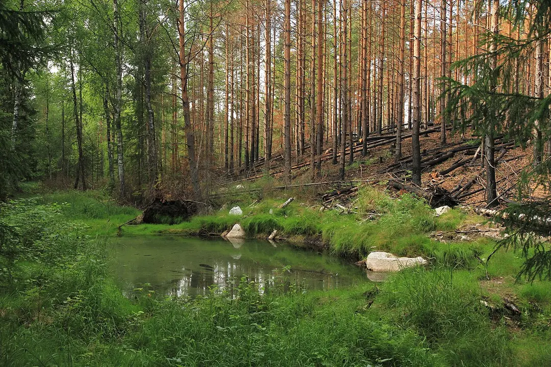 Nuuksio national park