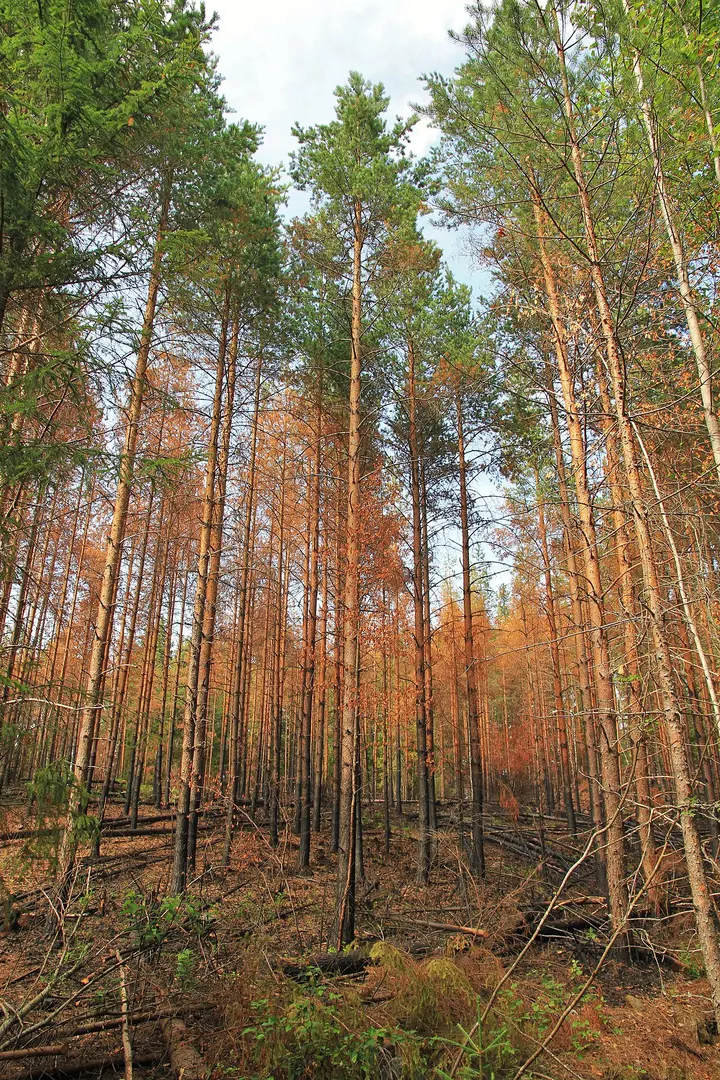 Nuuksio national park