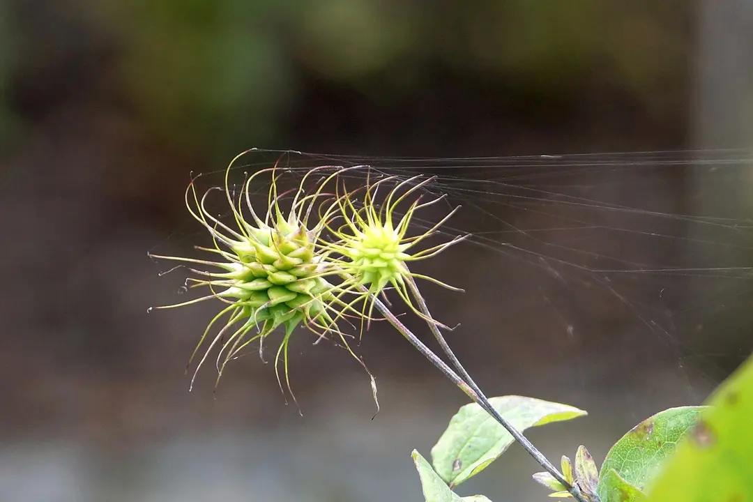Botanischer Garten der Universität Regensburg