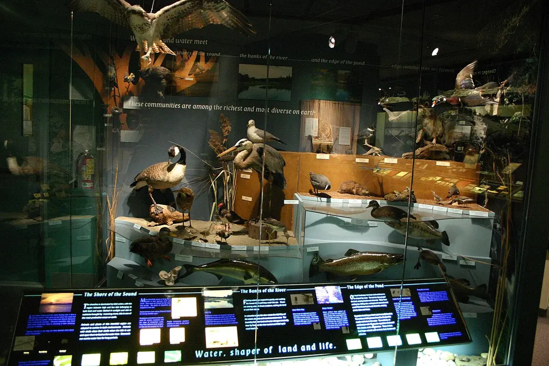Bruce Museum of Arts and Science