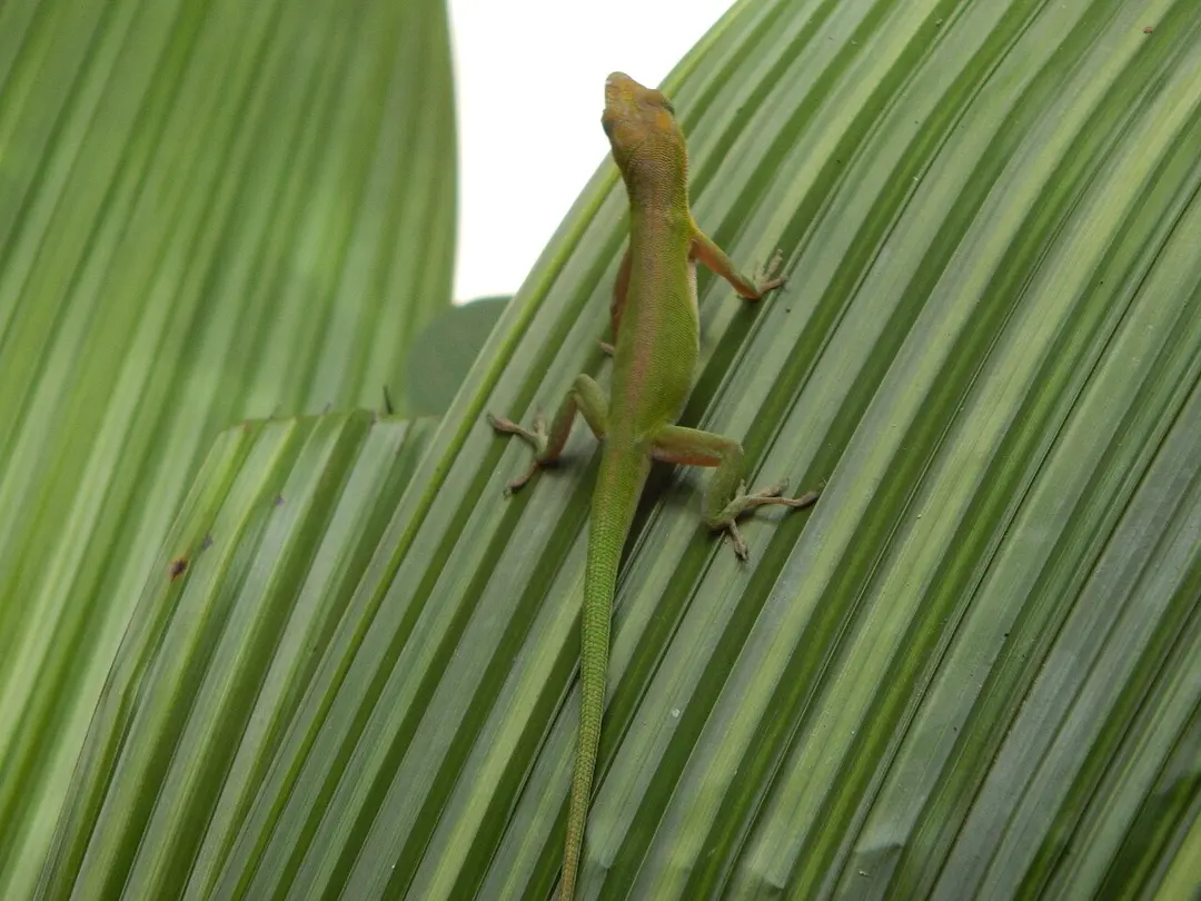 Área Protegida Topes de Collantes