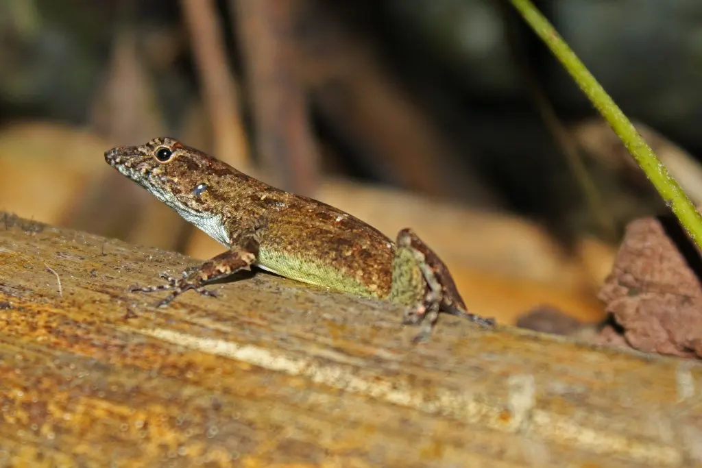 Área Protegida Topes de Collantes