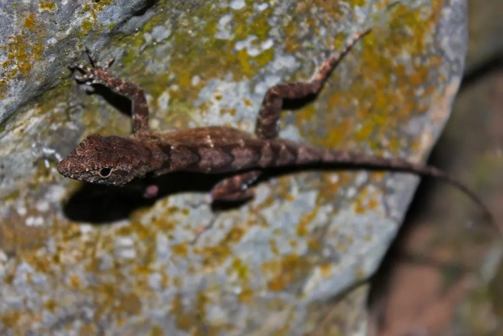 Área Protegida Topes de Collantes