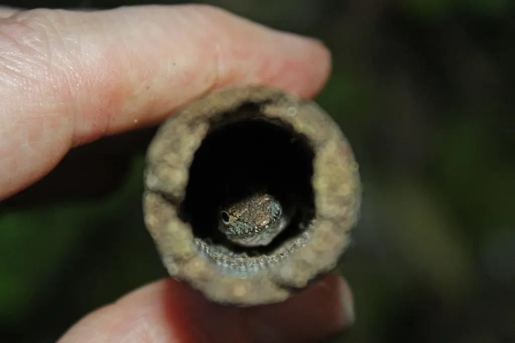 Área Protegida Topes de Collantes
