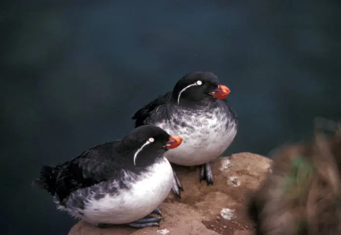 Alaska Maritime National Wildlife Refuge