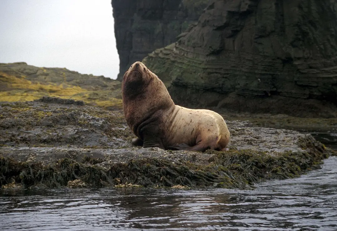 Alaska Maritime National Wildlife Refuge