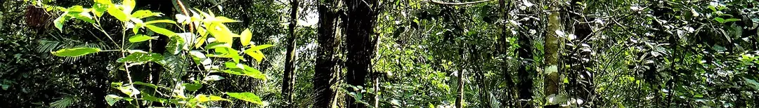 Área Natural de Manejo Integrado Amboró