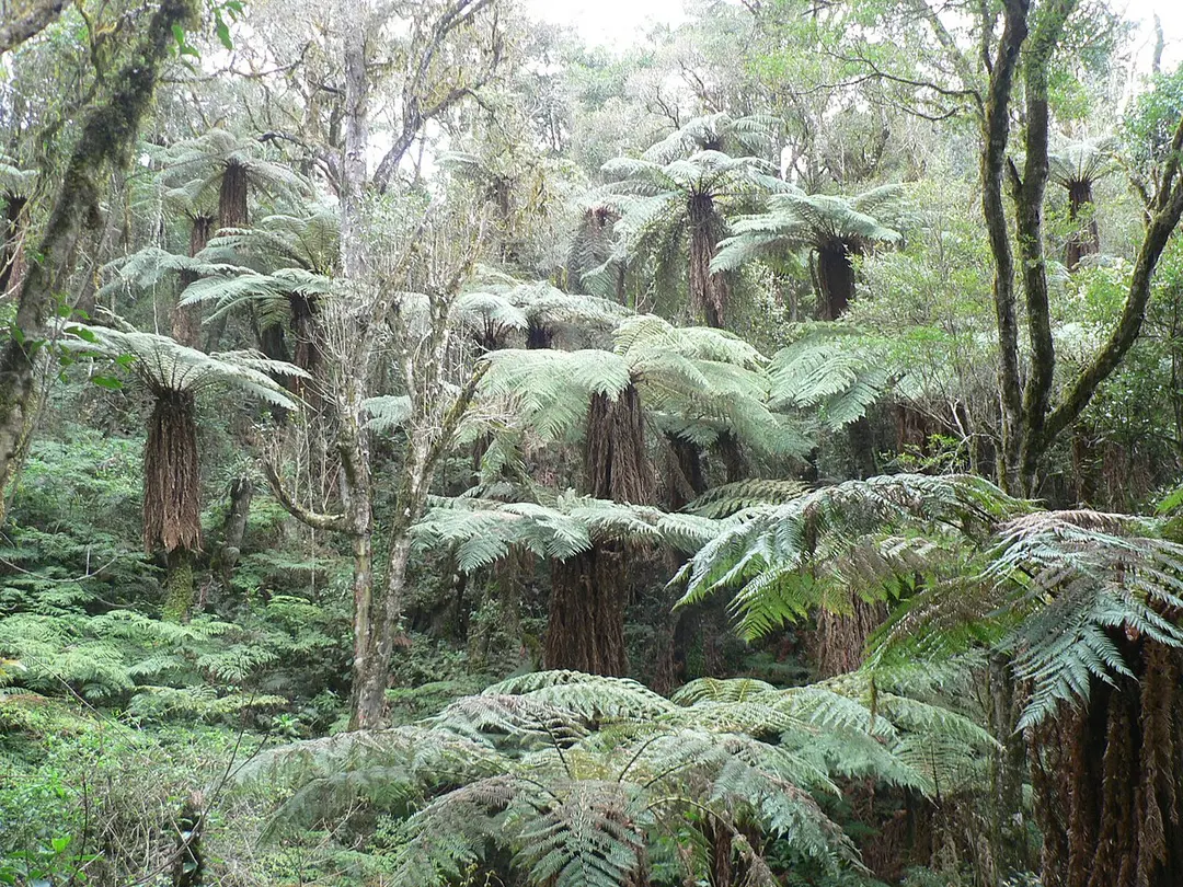 Área Natural de Manejo Integrado Amboró