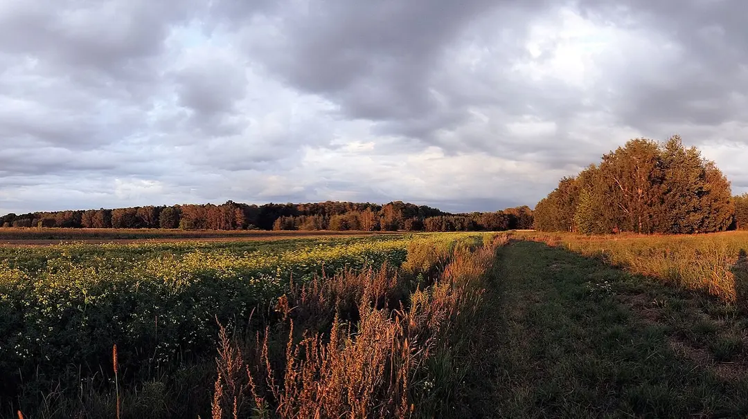 Kabaty-Wald