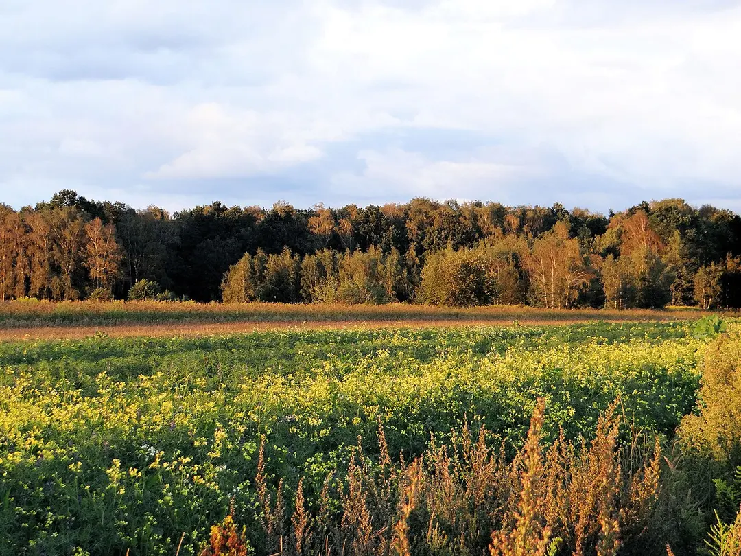 Kabaty-Wald