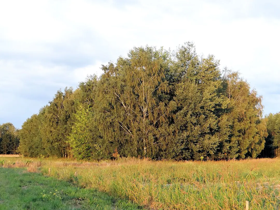 Kabaty-Wald