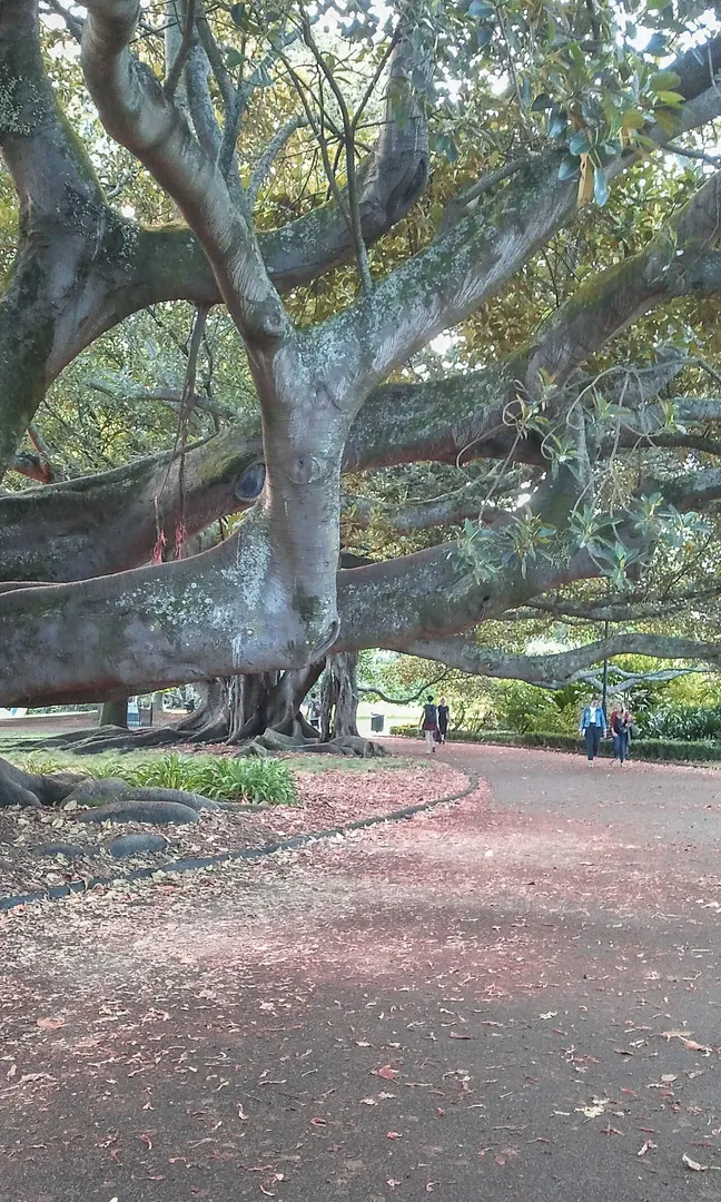 Albert Park