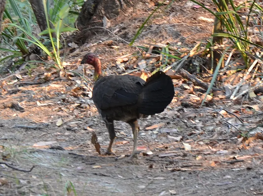 Garigal National Park