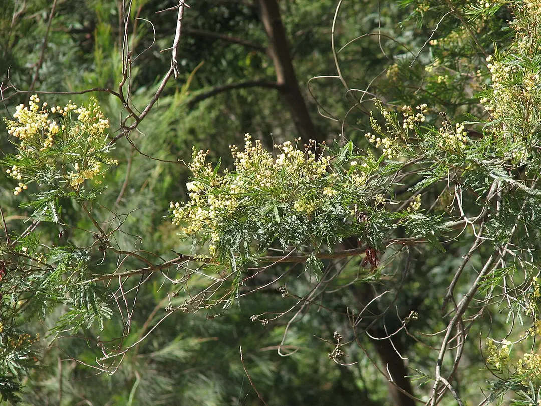 Garigal National Park