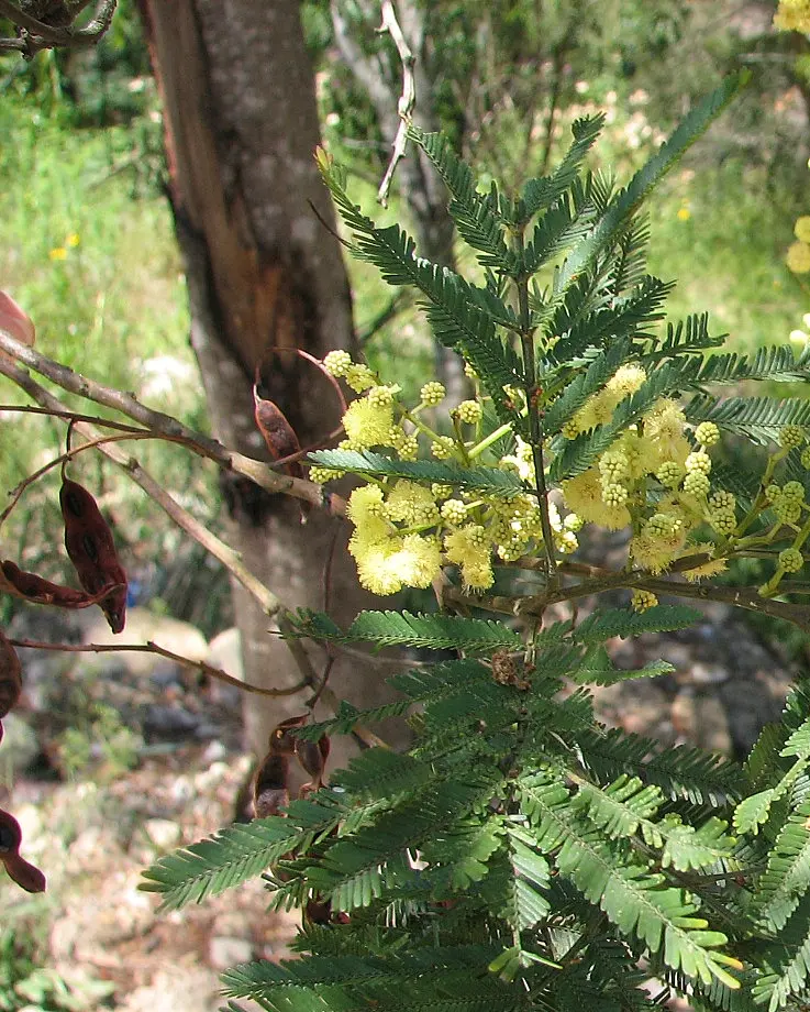 Garigal National Park