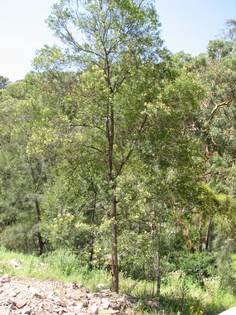 Garigal National Park