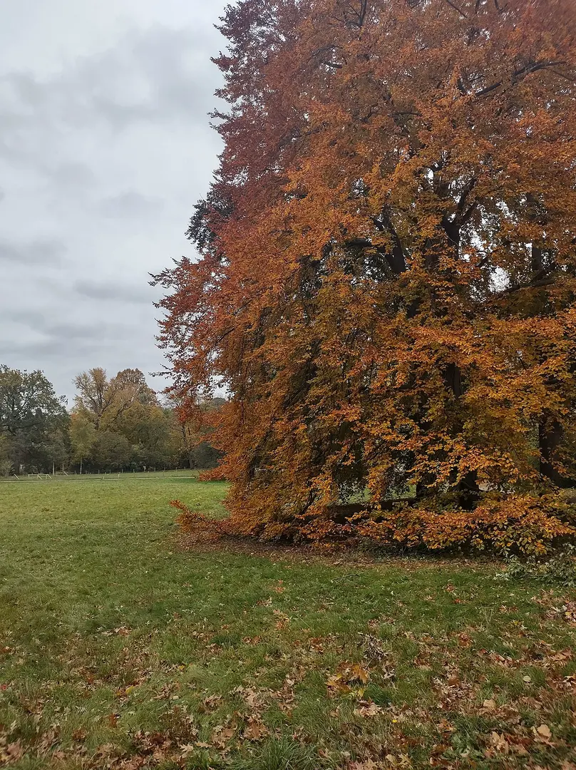 Clara-Zetkin-Park