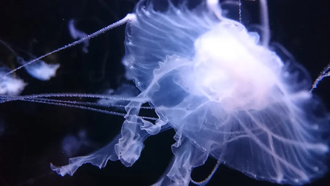 Aquarium Berlin