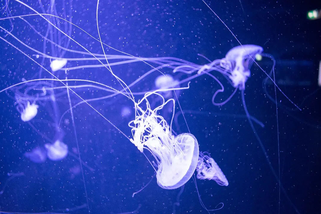 Aquarium Berlin