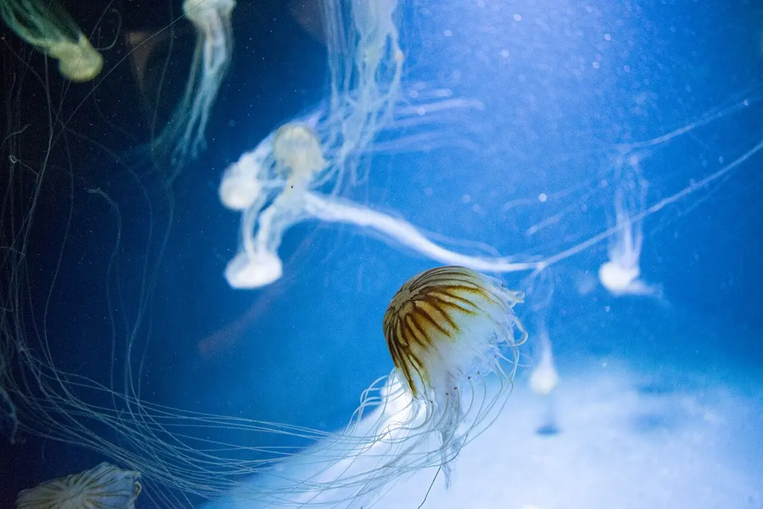 Aquarium Berlin
