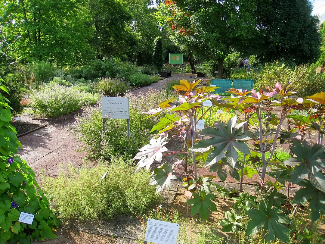 Botanischer Garten