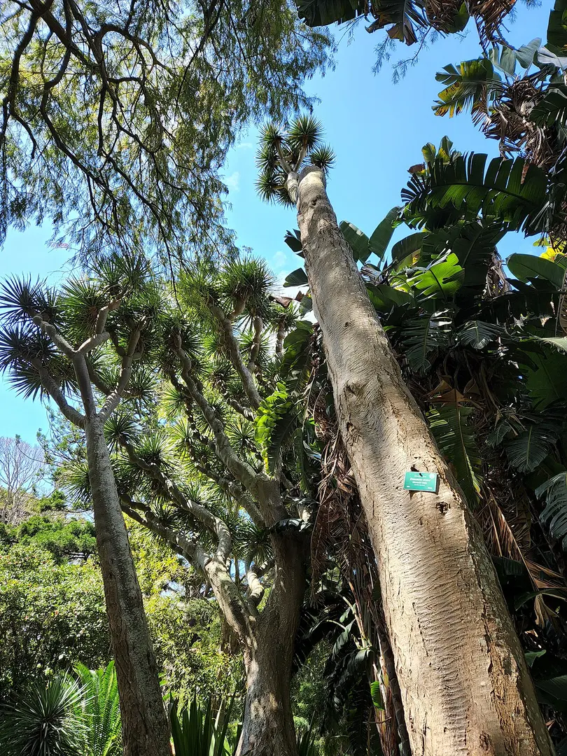 Arderne Gardens
