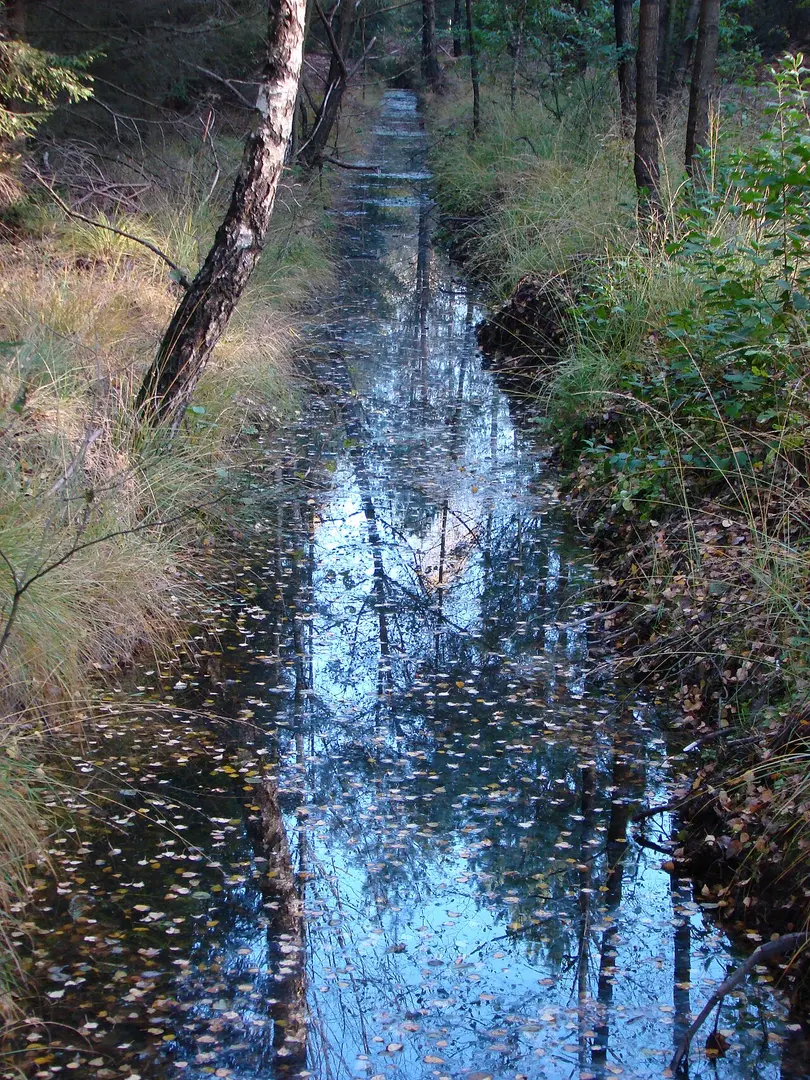 Bornriethmoor