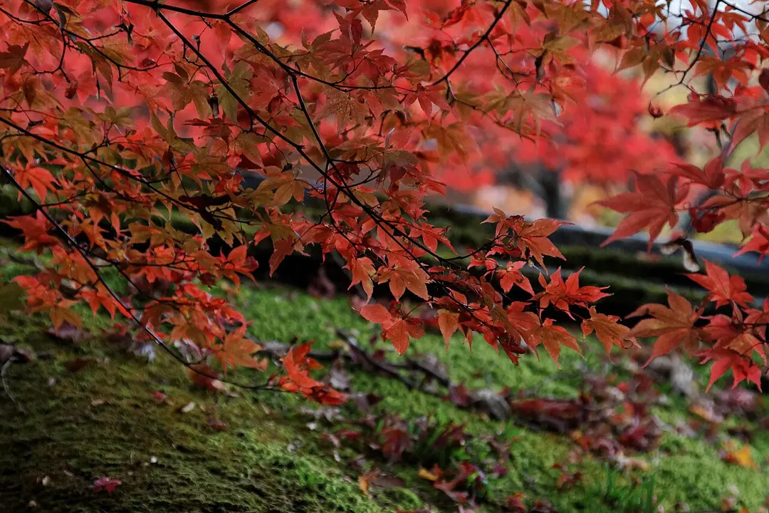 Kurama-dera
