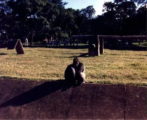 Gorillas