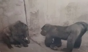 Gorillas