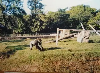Gorillas