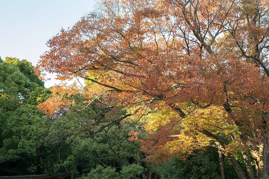 Meiji-Schrein
