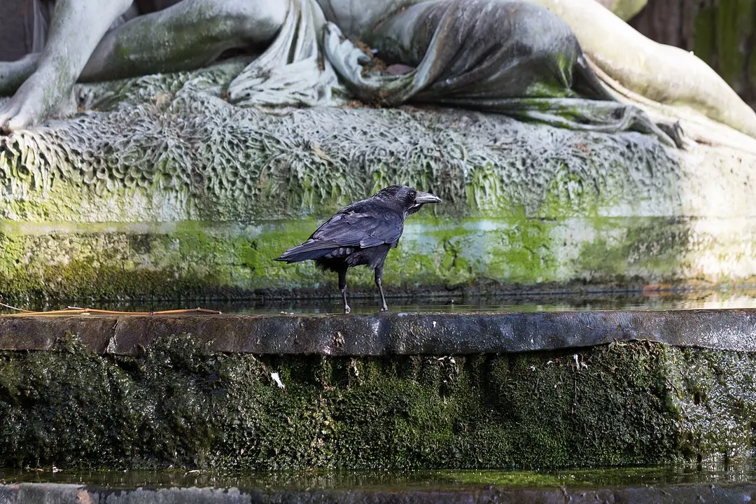 Fontaine Médicis