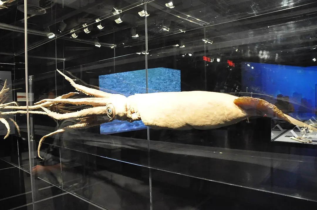 Canadian Museum of Nature
