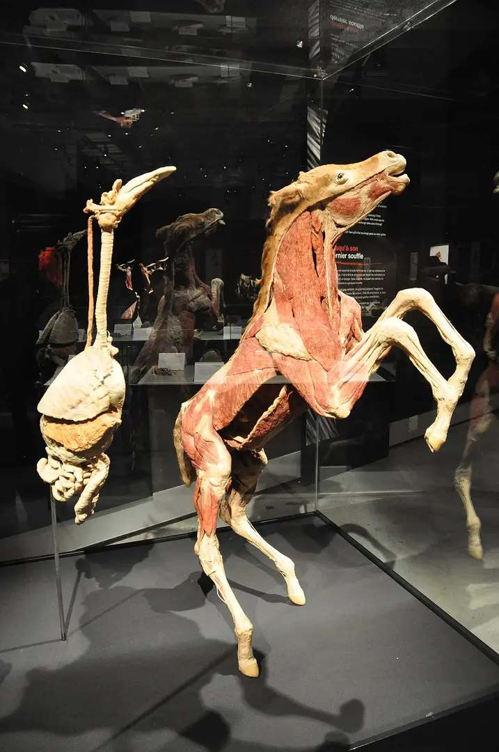 Canadian Museum of Nature