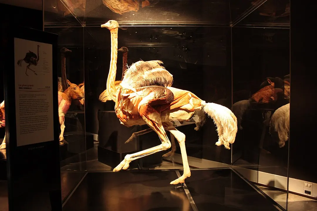 Canadian Museum of Nature