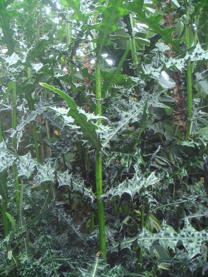 Botanischer Garten von Bogotá