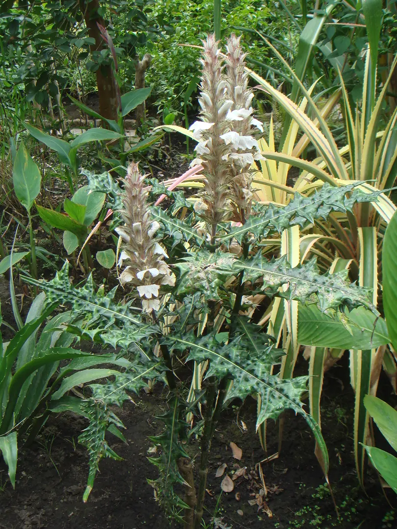 Botanischer Garten von Bogotá