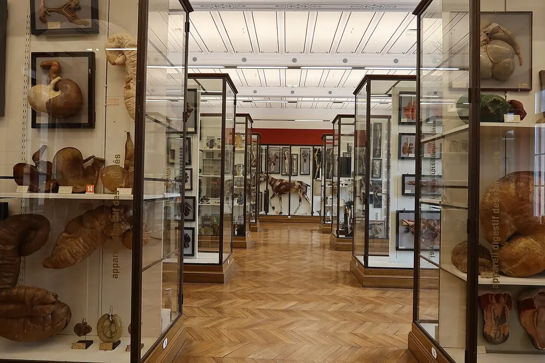 Musée Fragonard d'Alfort
