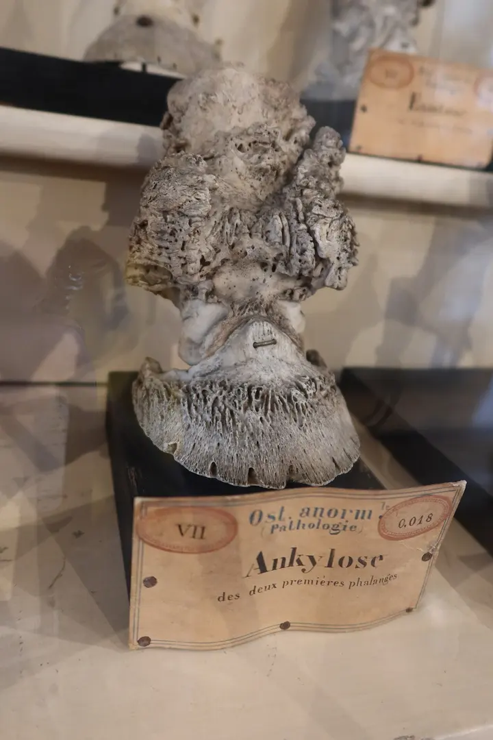 Musée Fragonard d'Alfort