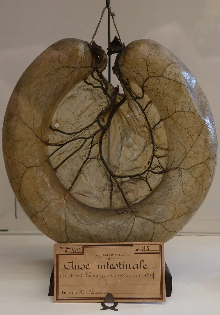 Musée Fragonard d'Alfort