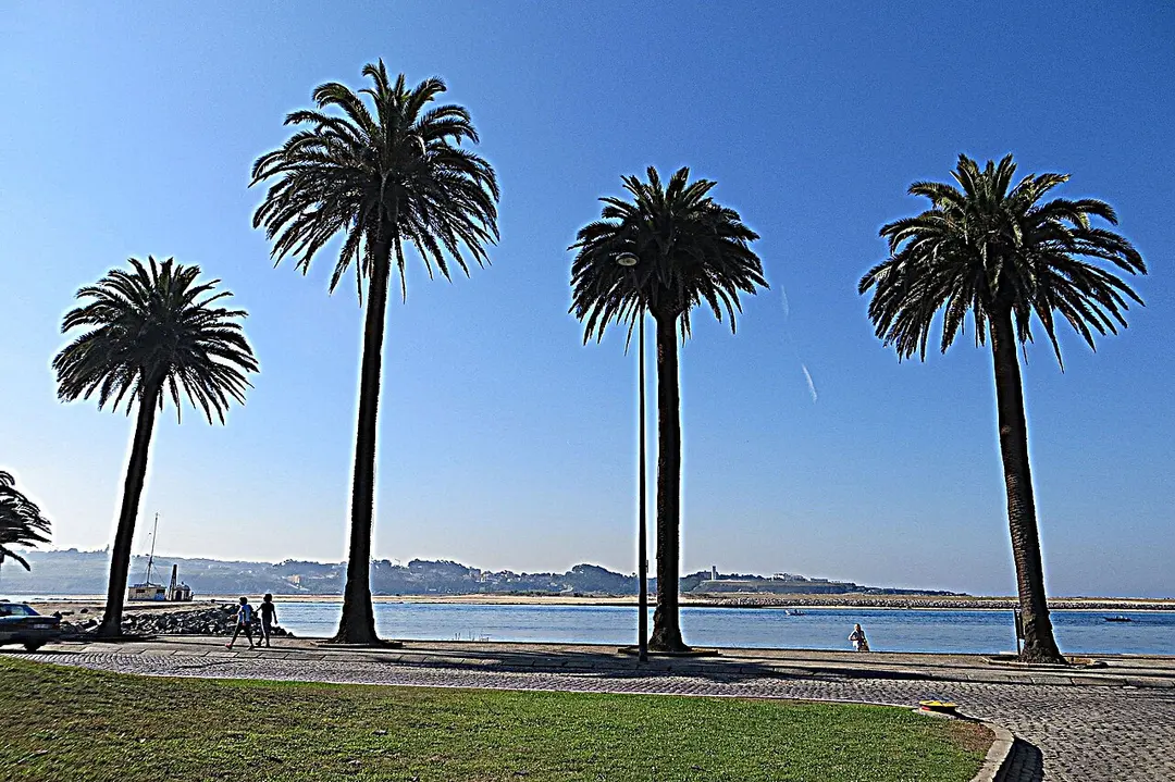 Palmeira das Canárias