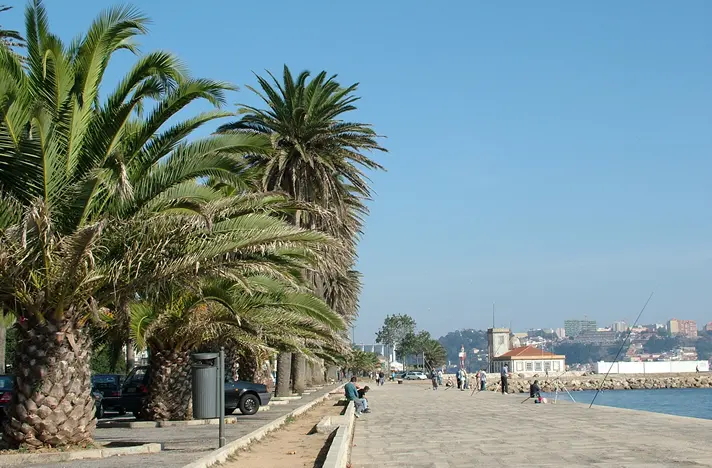 Palmeira das Canárias
